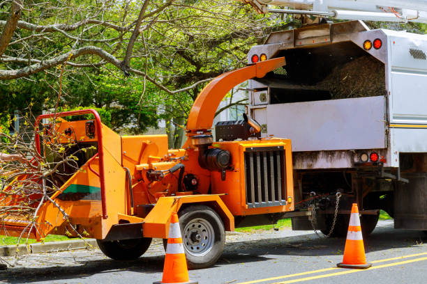 Why Choose Our Tree Removal Services in Reserve, LA?